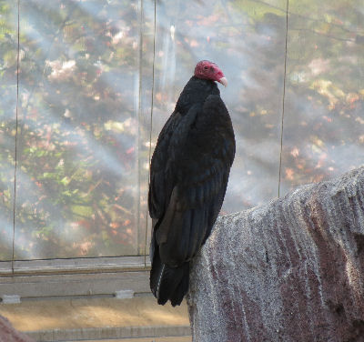 Zoo Arnheim