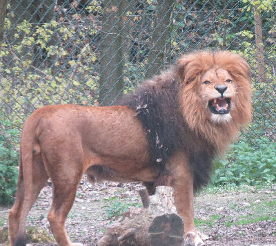 Zoo Arnheim