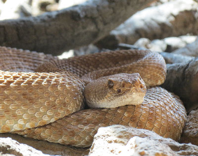 Zoo Arnheim