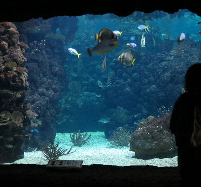 Zoo Arnheim