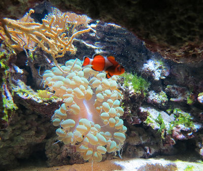 Zoo Arnheim