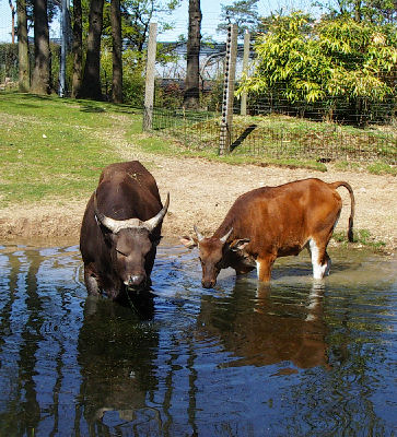 Zoo Arnheim