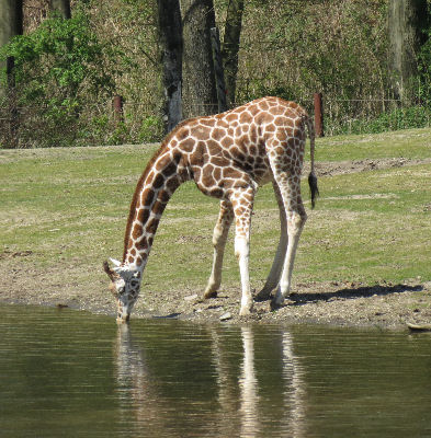 Zoo Arnheim