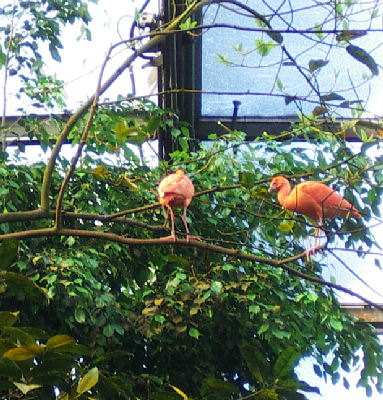 Zoo Arnheim
