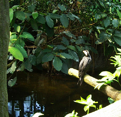 Zoo Arnheim