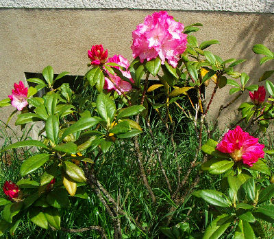 Rhododendron