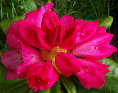 Rhododendron